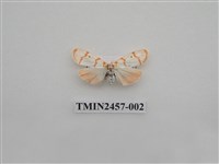 藏品(二斑叉紋苔蛾)的圖片